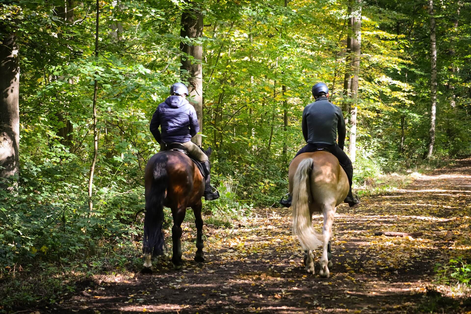 Promenade équestre en forêt