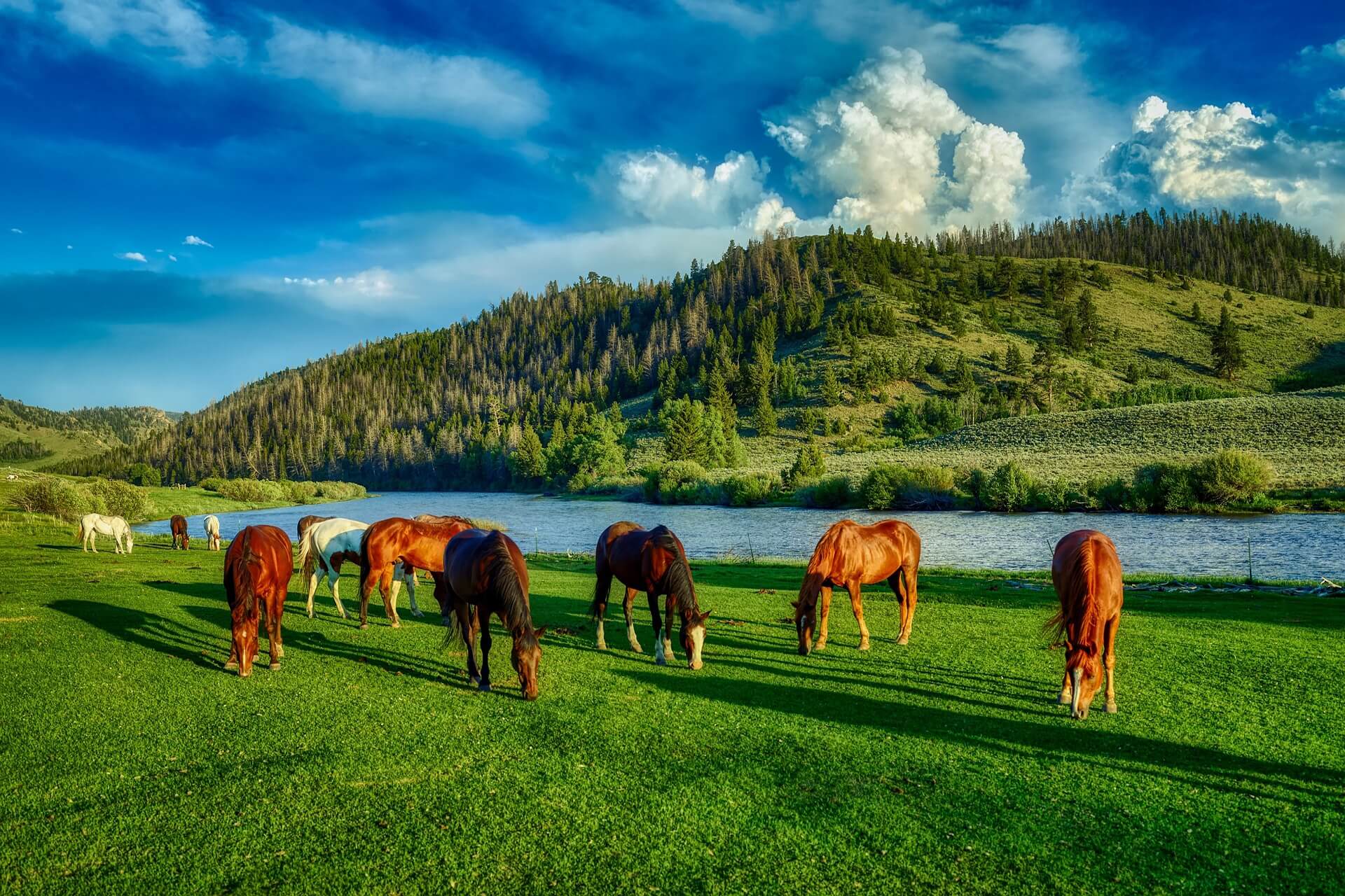 Chevaux en liberté