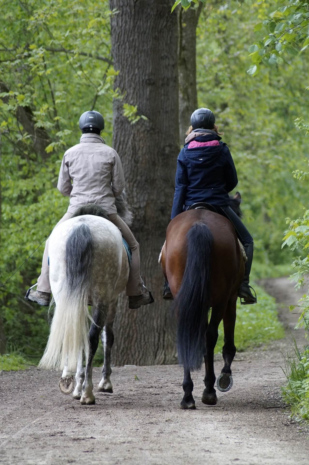 Couple à cheval dans les bois