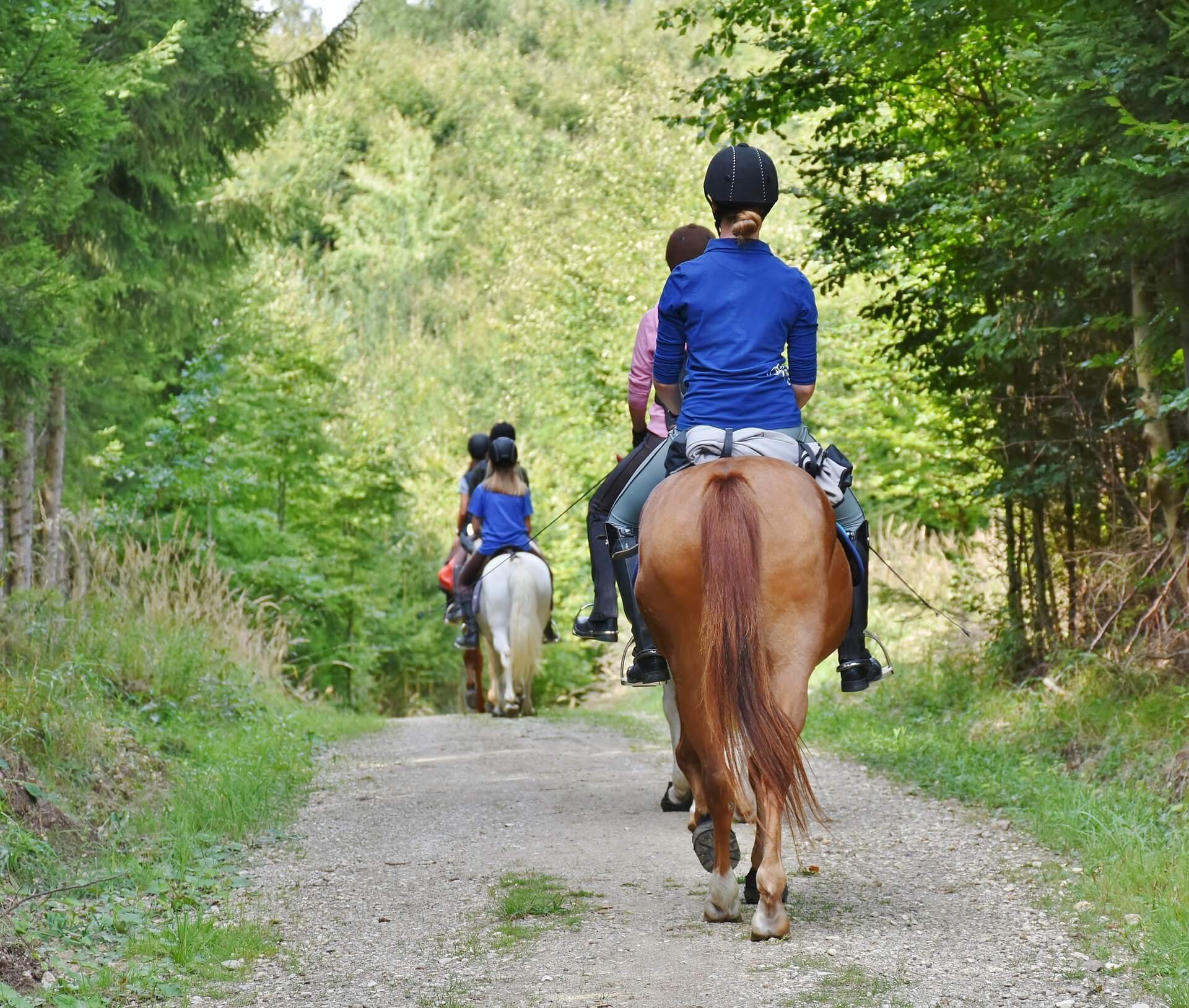 Randonnée équestre en forêt